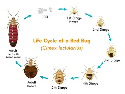 Bed Bugs Orlando- The bed bug reproductive life cycle- Each bug must bite you, shed its exoskeleton, bite again... five times before becoming an adult that can reproduce.