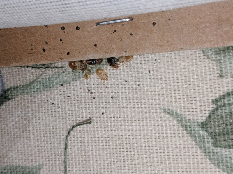 How to check your bed for bed bugs- check the bed framing